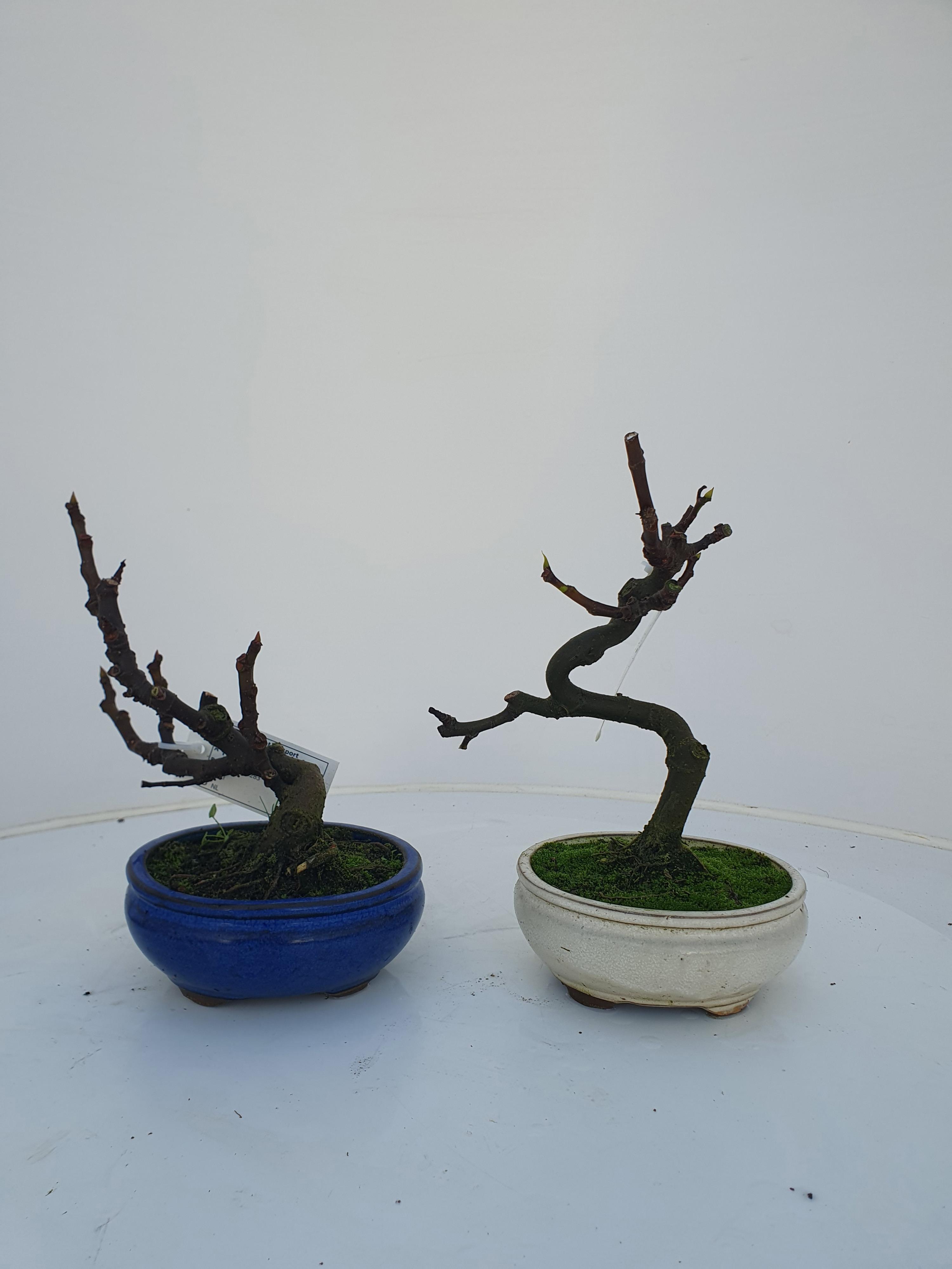 Горшечные цветы и растения оптом Bonsai Ficus Carica, от 3шт из Голландии с доставкой по России