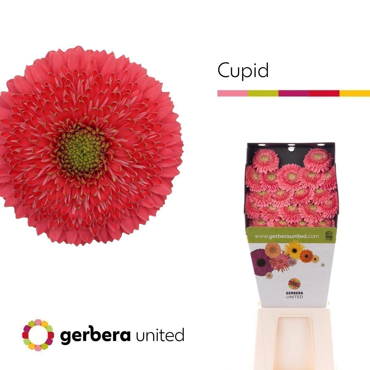Срезанные цветы оптом Germini diamond cupid от 80шт из Голландии с доставкой по России