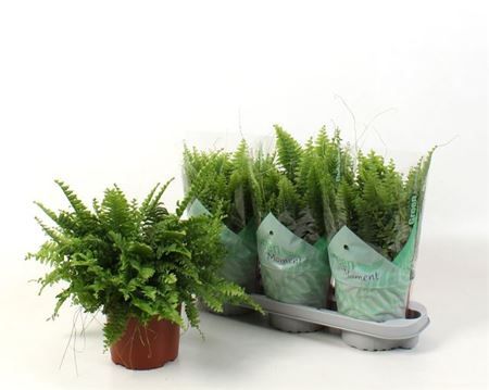 Горшечные цветы и растения оптом Nephr Ex Green Moment от 3шт из Голландии с доставкой по России