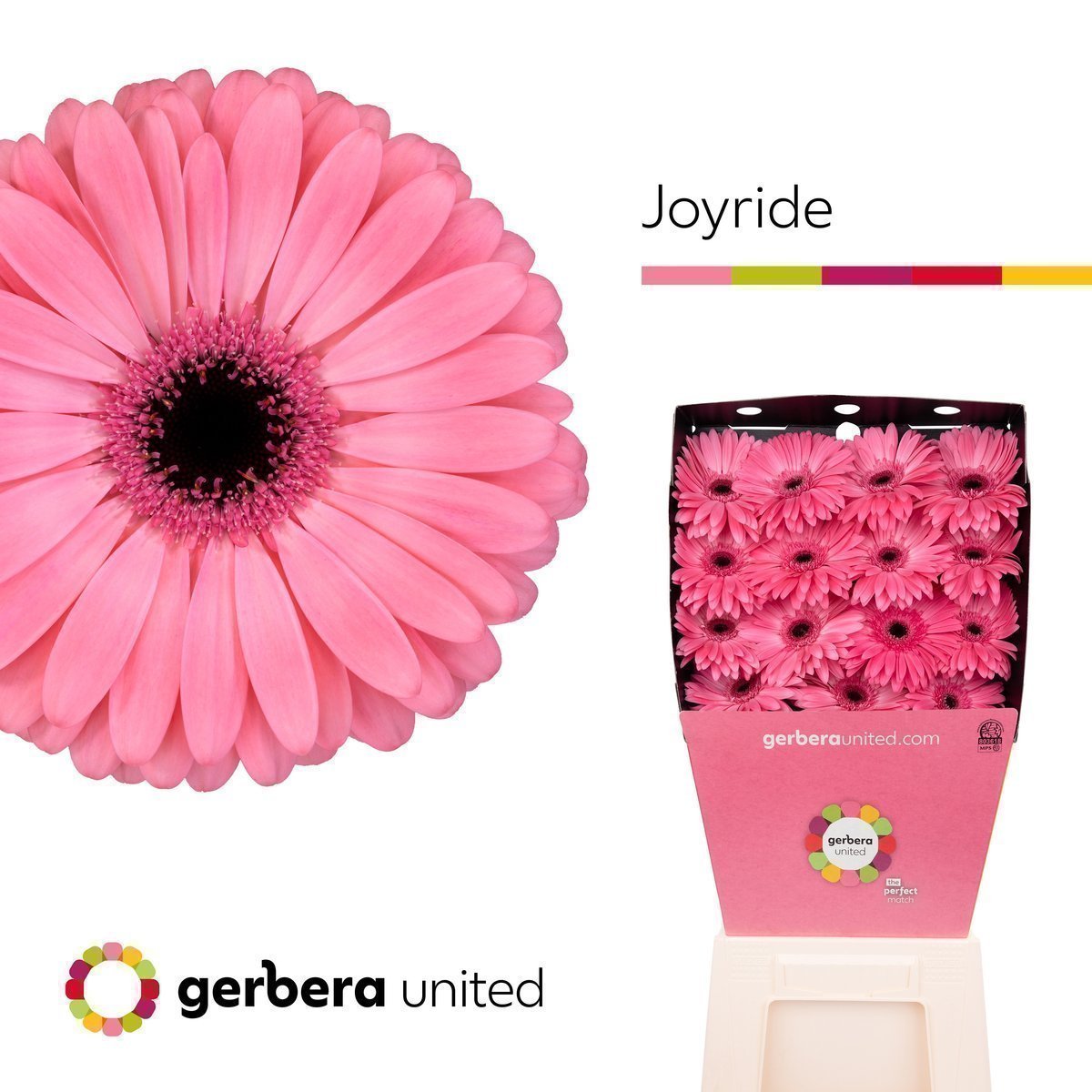 Срезанные цветы оптом Gerbera diamond joyride от 15шт. из Голландии с доставкой по России