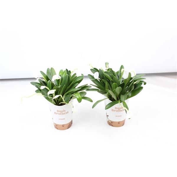 Горшечные цветы и растения оптом Masdevallia Tovarensis от 12шт (для телеги) из Голландии с доставкой по России