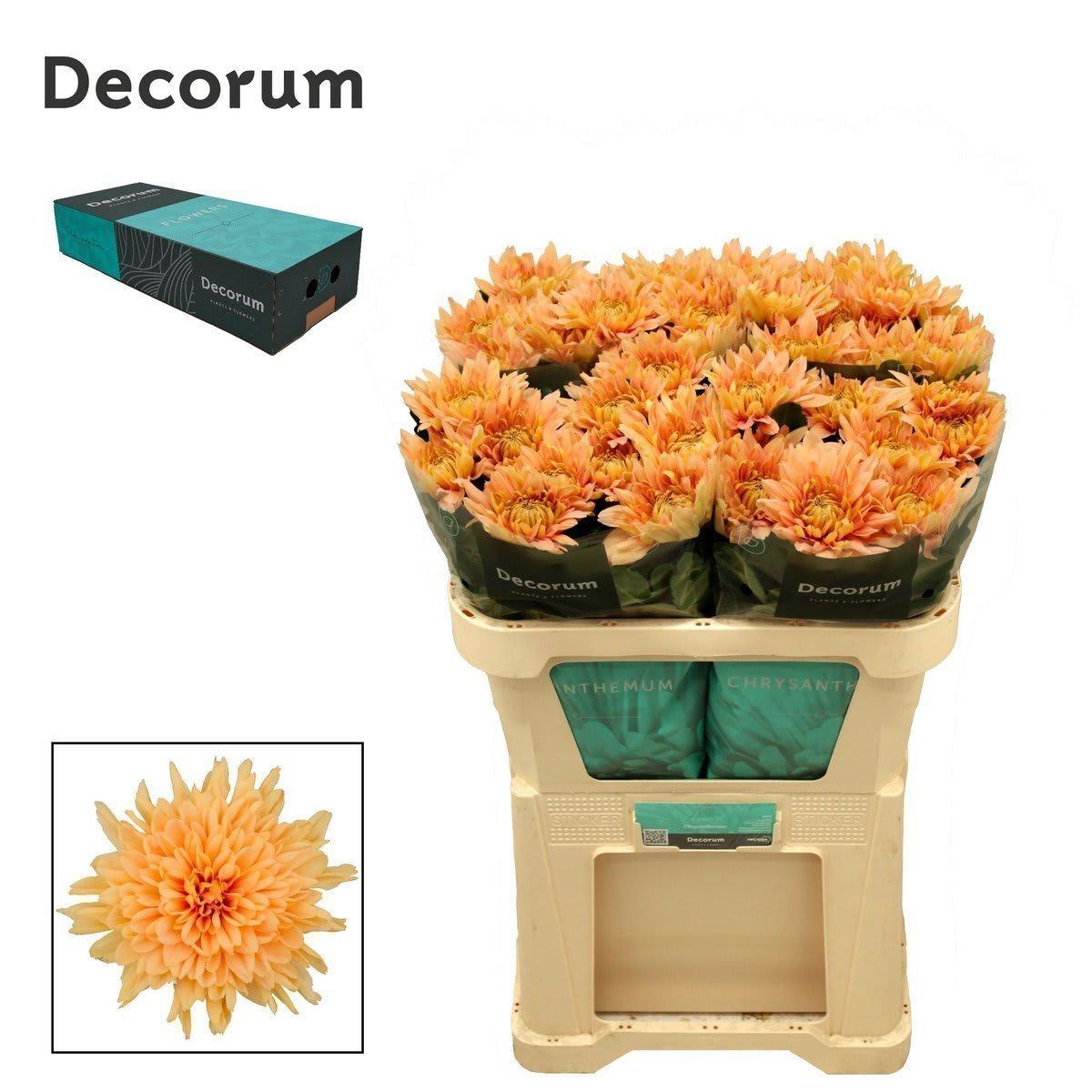 Срезанные цветы оптом Chrys bl kalimba salmon от 100шт из Голландии с доставкой по России