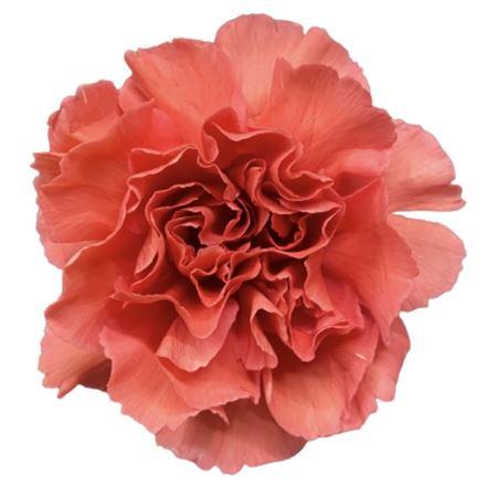 Срезанные цветы оптом Dianthus st majolica от 80шт из Голландии с доставкой по России