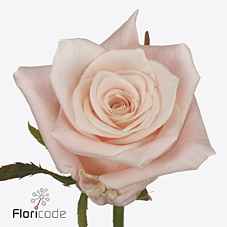 Срезанные цветы оптом Rosa la kimberly! от 10шт из Голландии с доставкой по России