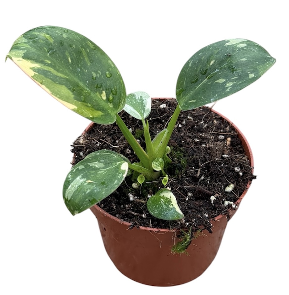 Горшечные цветы и растения оптом Philodendron Green Congo Hybrid от 1шт из Голландии с доставкой по России