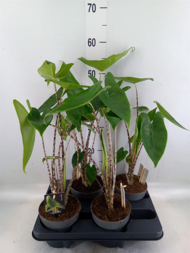 Горшечные цветы и растения оптом Alocasia Zebrina от 4шт (для телеги) из Голландии с доставкой по России