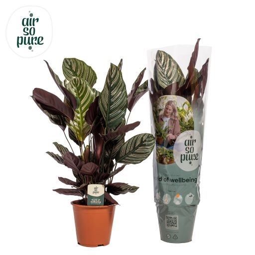 Горшечные цветы и растения оптом Calathea Sanderiana от 3шт из Голландии с доставкой по России