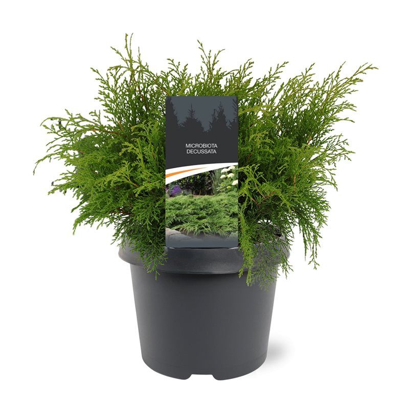Горшечные цветы и растения оптом Microbiota Decussata от 1шт из Голландии с доставкой по России
