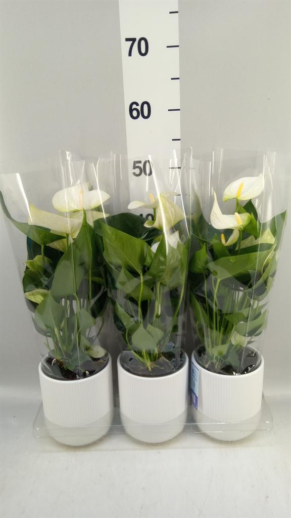 Горшечные цветы и растения оптом Anthurium karma White от 3шт из Голландии с доставкой по России