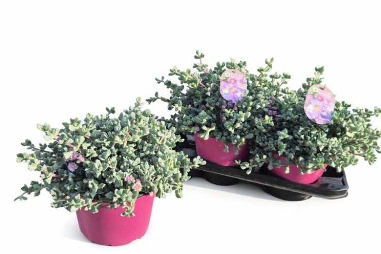 Горшечные цветы и растения оптом Lampranthus Roseus от 3шт из Голландии с доставкой по России