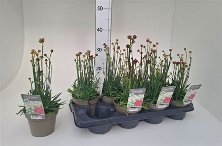 Горшечные цветы и растения оптом Armeria Maritima от 8шт из Голландии с доставкой по России