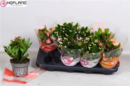 Горшечные цветы и растения оптом Schlumbergera Mix 50+ от 8шт из Голландии с доставкой по России