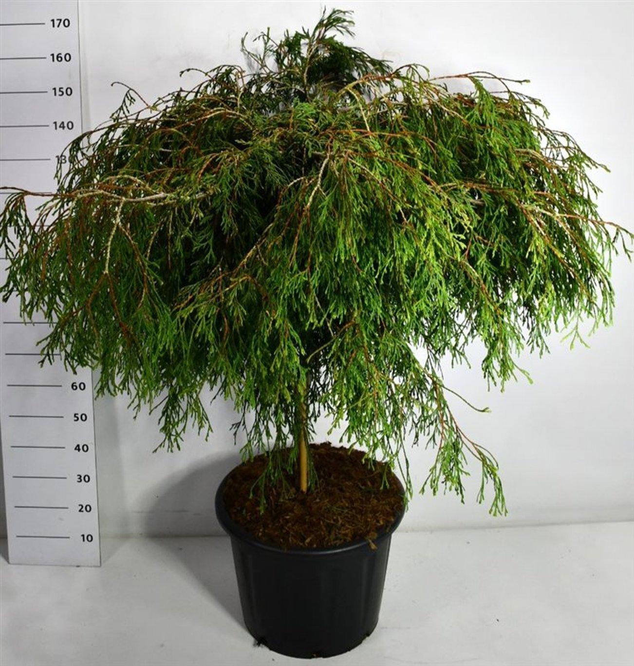 Горшечные цветы и растения оптом Thuja Plic Kagers Beauty On Stem от 1шт из Голландии с доставкой по России