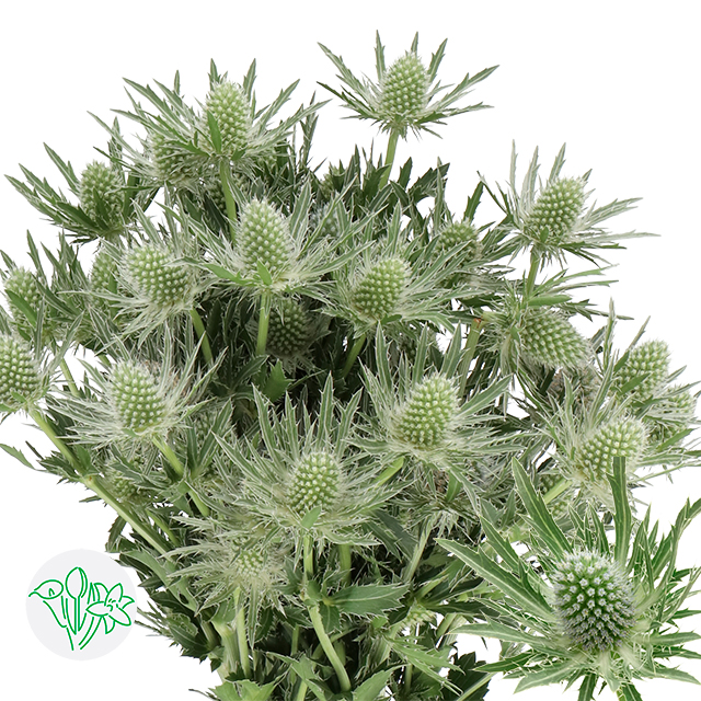 Срезанные цветы оптом Eryngium sirius от 60шт. из Голландии с доставкой по России