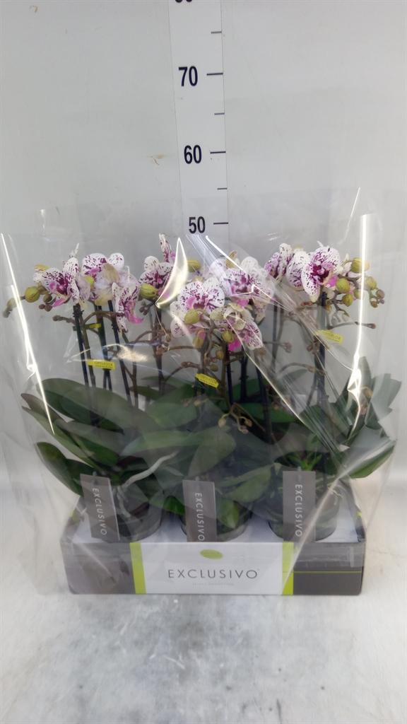 Горшечные цветы и растения оптом Phalaenopsis Multi.   ... от 6шт из Голландии с доставкой по России