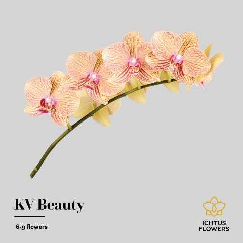 Срезанные цветы оптом Phalaenopsis kv beauty (per stem) от 18шт из Голландии с доставкой по России