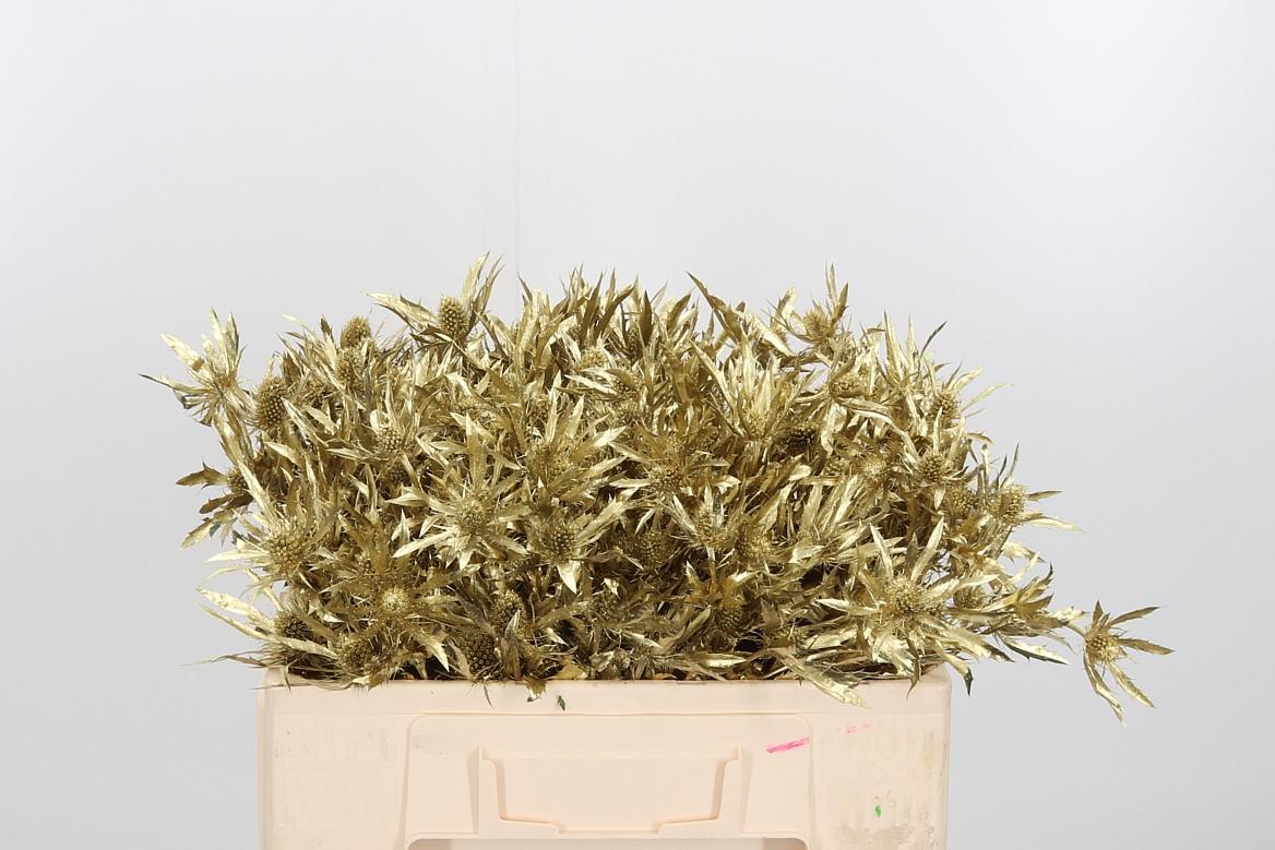 Срезанные цветы оптом Eryngium orion paint gold от 40шт из Голландии с доставкой по России