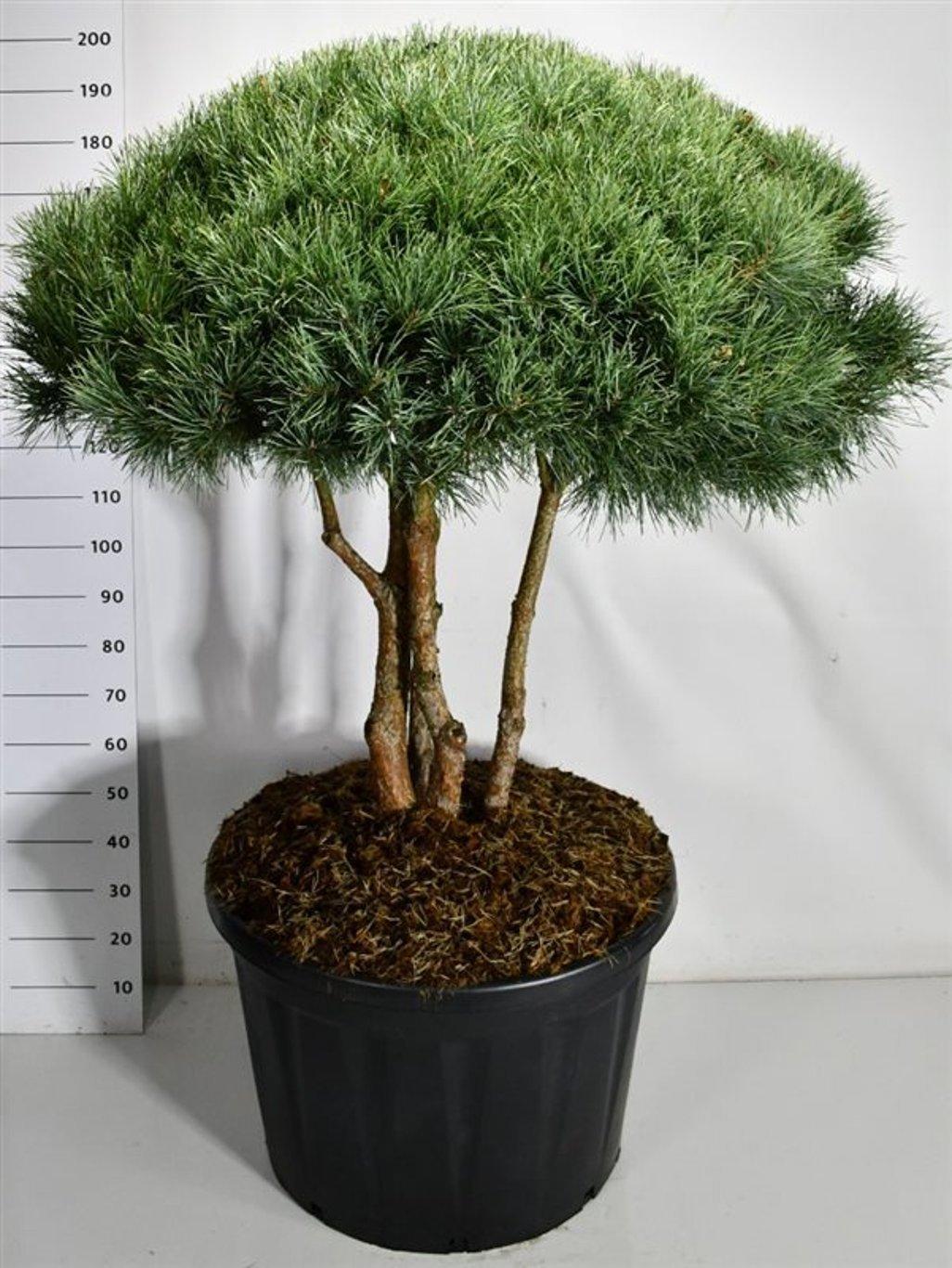 Горшечные цветы и растения оптом Pinus Sylv Watereri Multistem от 1шт из Голландии с доставкой по России