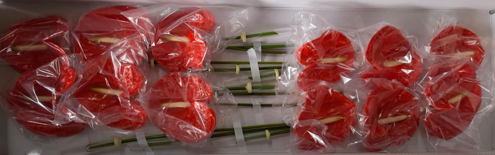 Срезанные цветы оптом Anthurium naranja 143 от 12шт из Голландии с доставкой по России