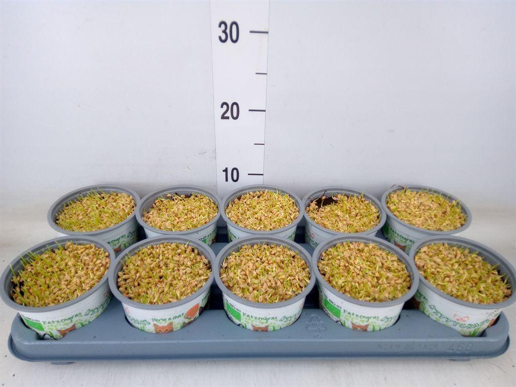 Горшечные цветы и растения оптом Hordeum Sp.   ...kattegras Zaai от 10шт из Голландии с доставкой по России