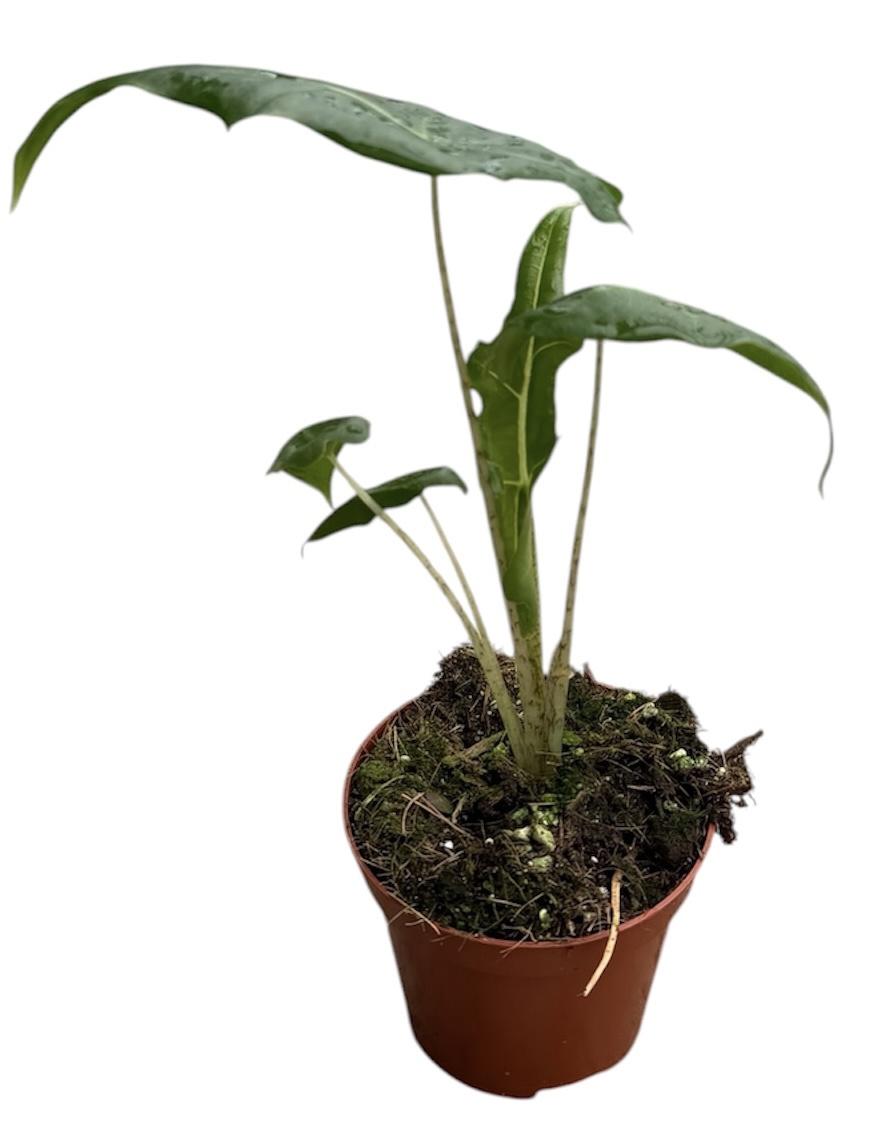 Горшечные цветы и растения оптом Alocasia Portei Zebra от 1шт (для телеги) из Голландии с доставкой по России