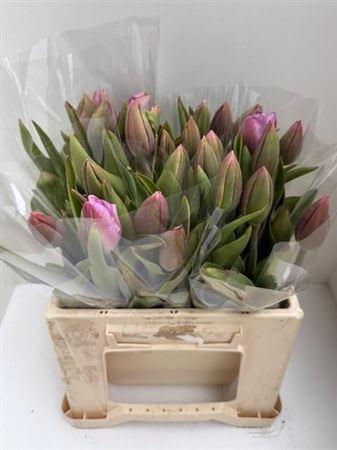 Срезанные цветы оптом Tulipa si alibi от 25шт из Голландии с доставкой по России