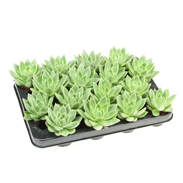 Горшечные цветы и растения оптом Echeveria Miranda от 16шт (для телеги) из Голландии с доставкой по России