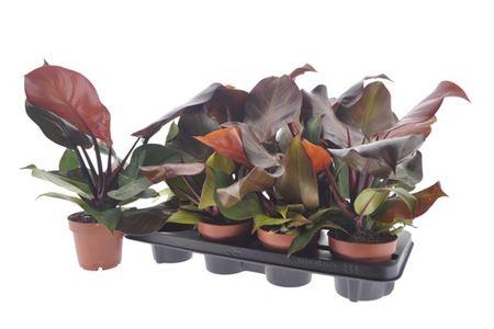 Горшечные цветы и растения оптом Philodendron Sunlight от 8шт из Голландии с доставкой по России