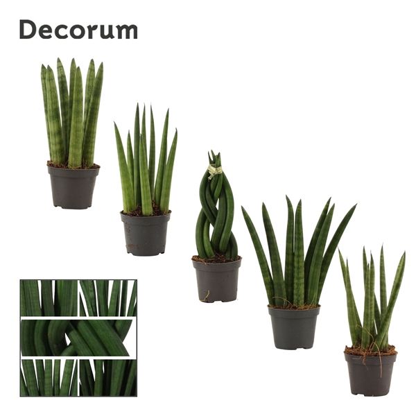 Горшечные цветы и растения оптом Sansevieria Cylindrica Mix (decorum) от 14шт из Голландии с доставкой по России