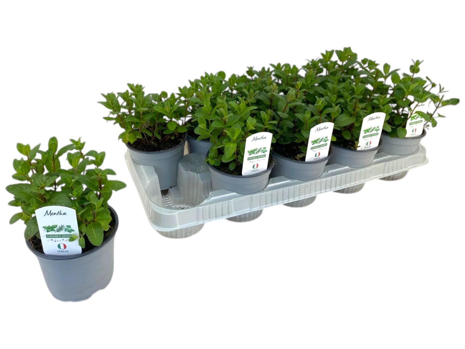 Горшечные цветы и растения оптом Mentha Spicata от 10шт из Голландии с доставкой по России