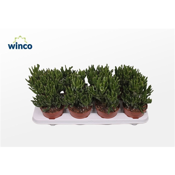 Горшечные цветы и растения оптом Crassula Hobbit от 8шт из Голландии с доставкой по России