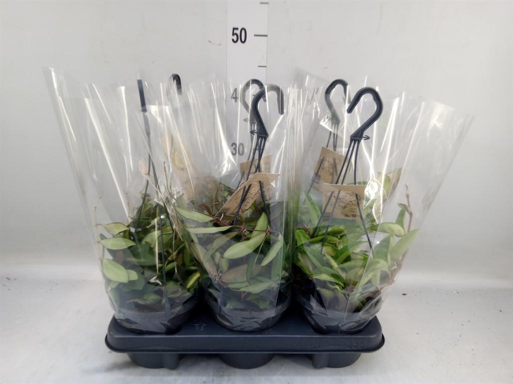 Горшечные цветы и растения оптом Hoya   ...mix от 6шт из Голландии с доставкой по России