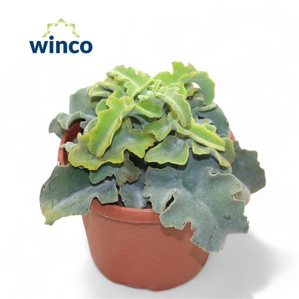 Горшечные цветы и растения оптом Kalanchoe Maltese Cross от 4шт из Голландии с доставкой по России