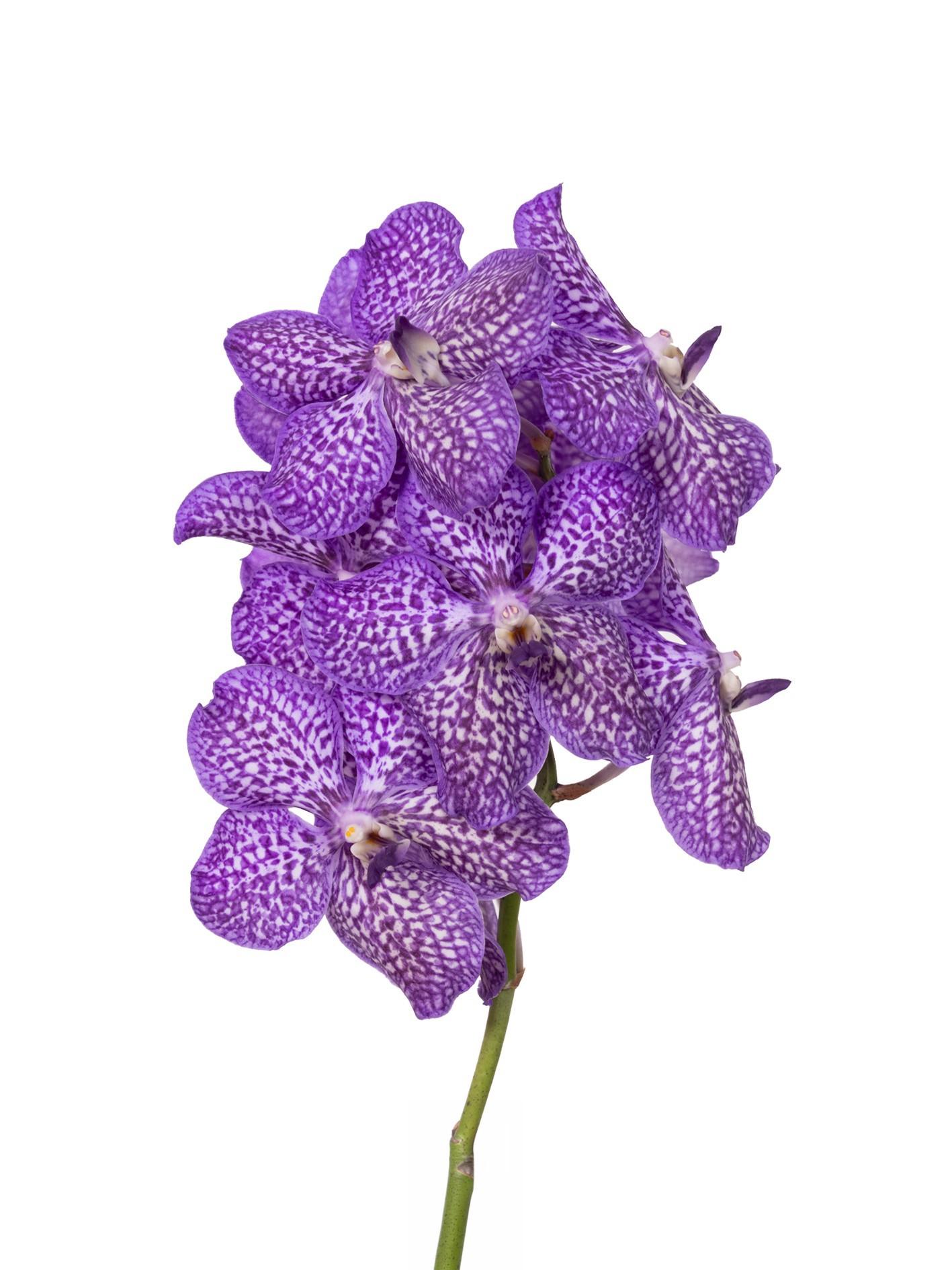 Срезанные цветы оптом Vanda violet inc от 16шт из Голландии с доставкой по России
