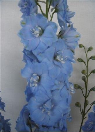 Срезанные цветы оптом Delphinium el dewi boy от 30шт из Голландии с доставкой по России