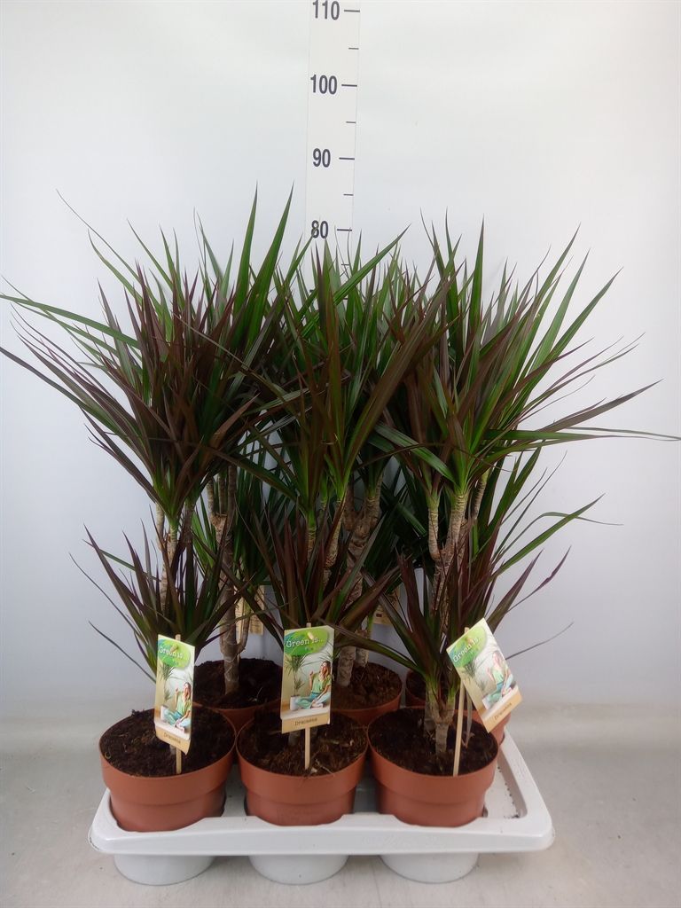 Горшечные цветы и растения оптом Dracaena   ...mix от 6шт из Голландии с доставкой по России