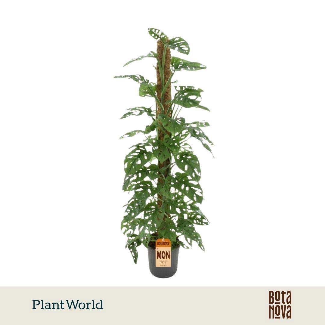 Горшечные цветы и растения оптом Monstera Obliqua monkey Leaf Mosstok от 1шт из Голландии с доставкой по России