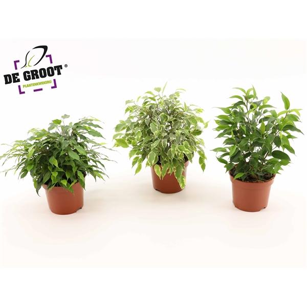 Горшечные цветы и растения оптом Ficus Be Mix 3 Sorts от 10шт из Голландии с доставкой по России