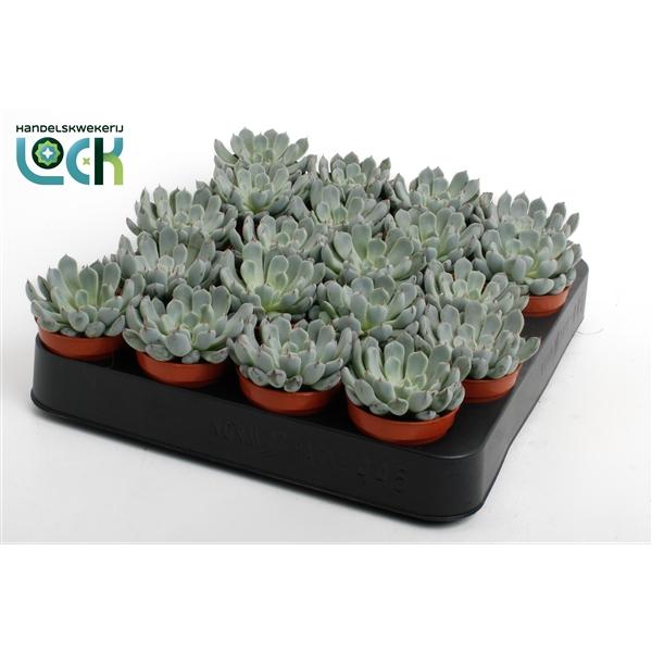 Горшечные цветы и растения оптом Echeveria Derenbergii от 20шт (для телеги) из Голландии с доставкой по России