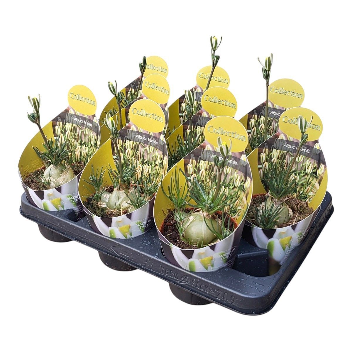 Горшечные цветы и растения оптом Albuca Humilis Potcover от 9шт из Голландии с доставкой по России