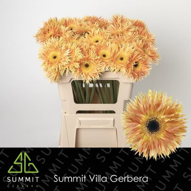 Срезанные цветы оптом Gerbera anacleto от 40шт из Голландии с доставкой по России