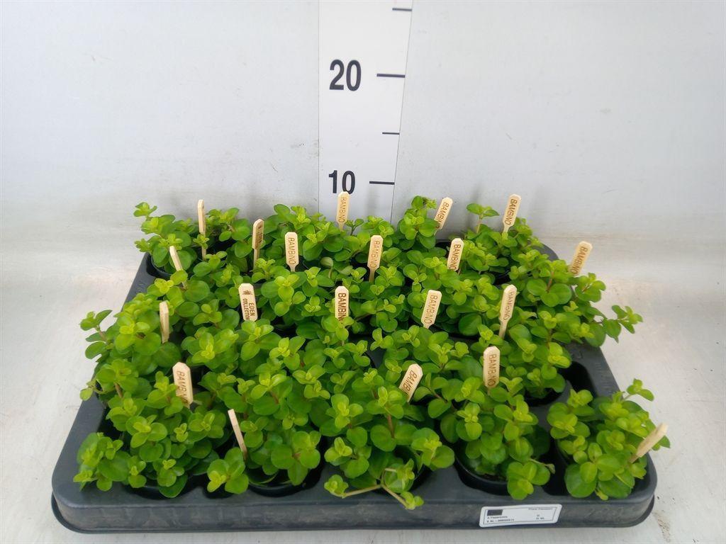 Горшечные цветы и растения оптом Peperomia Rotundifolia от 20шт (для телеги) из Голландии с доставкой по России