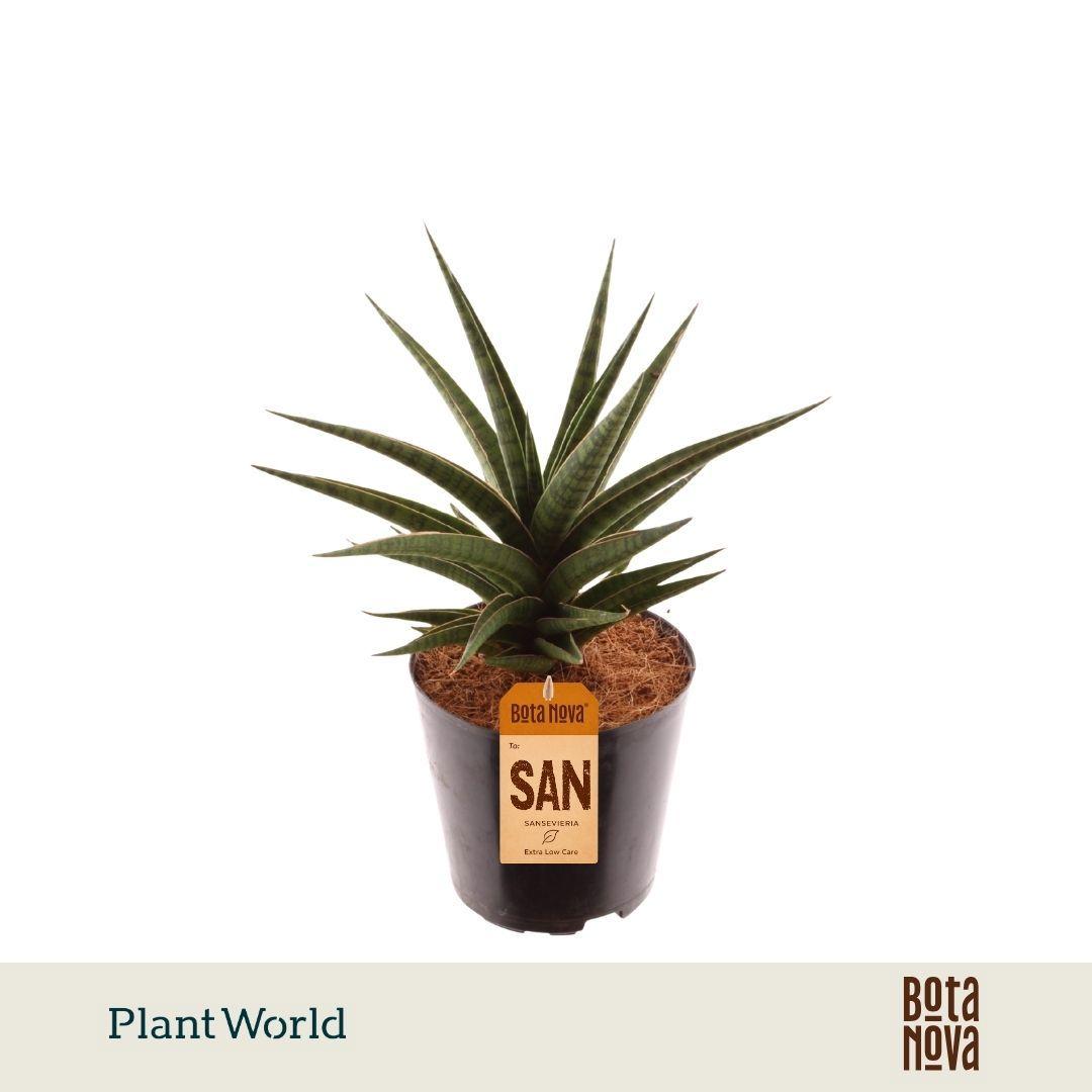 Горшечные цветы и растения оптом Sansevieria Blue Dancing от 10шт из Голландии с доставкой по России