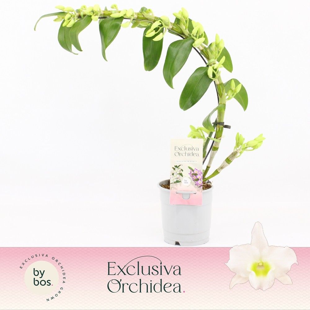 Горшечные цветы и растения оптом Dendr Nob 1st Boomerang Apollon Exclusiva Orchidea от 6шт из Голландии с доставкой по России