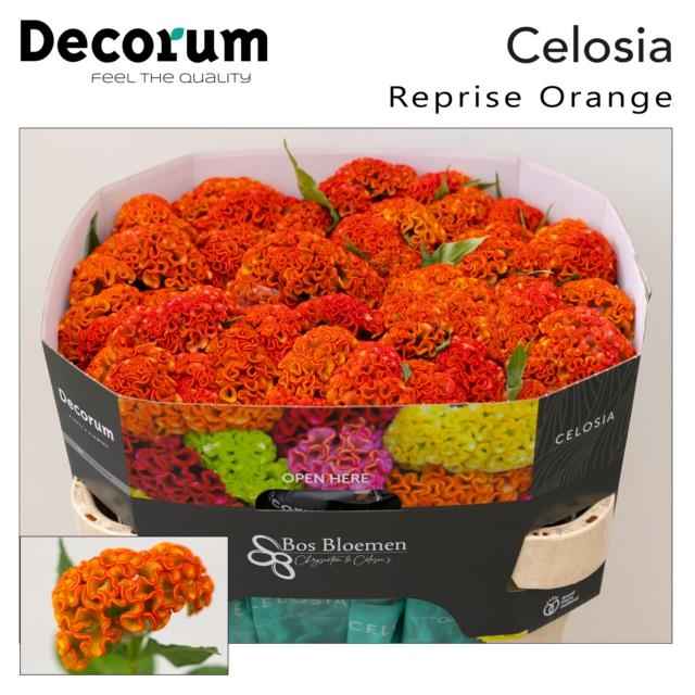 Срезанные цветы оптом Celosia reprise orange от 40шт из Голландии с доставкой по России