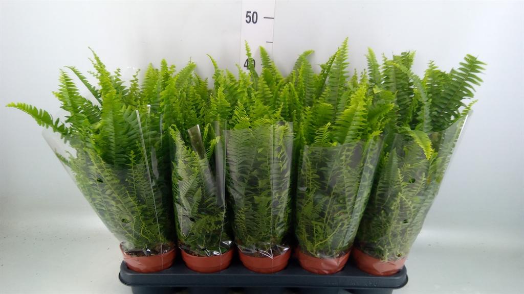 Горшечные цветы и растения оптом Nephrolepis Green Lady от 10шт' из Голландии с доставкой по России