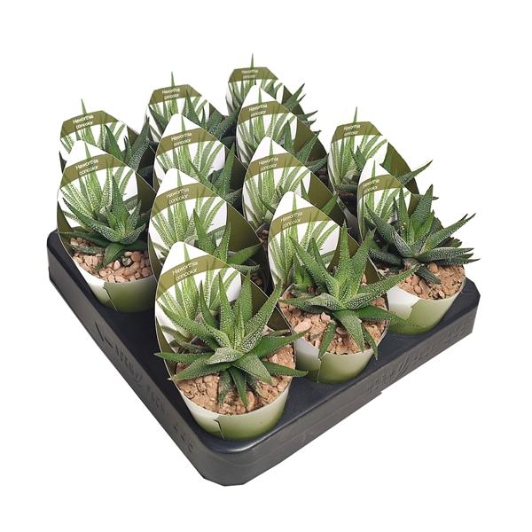 Горшечные цветы и растения оптом Haworthia Concolor Potcover от 12шт (для телеги) из Голландии с доставкой по России