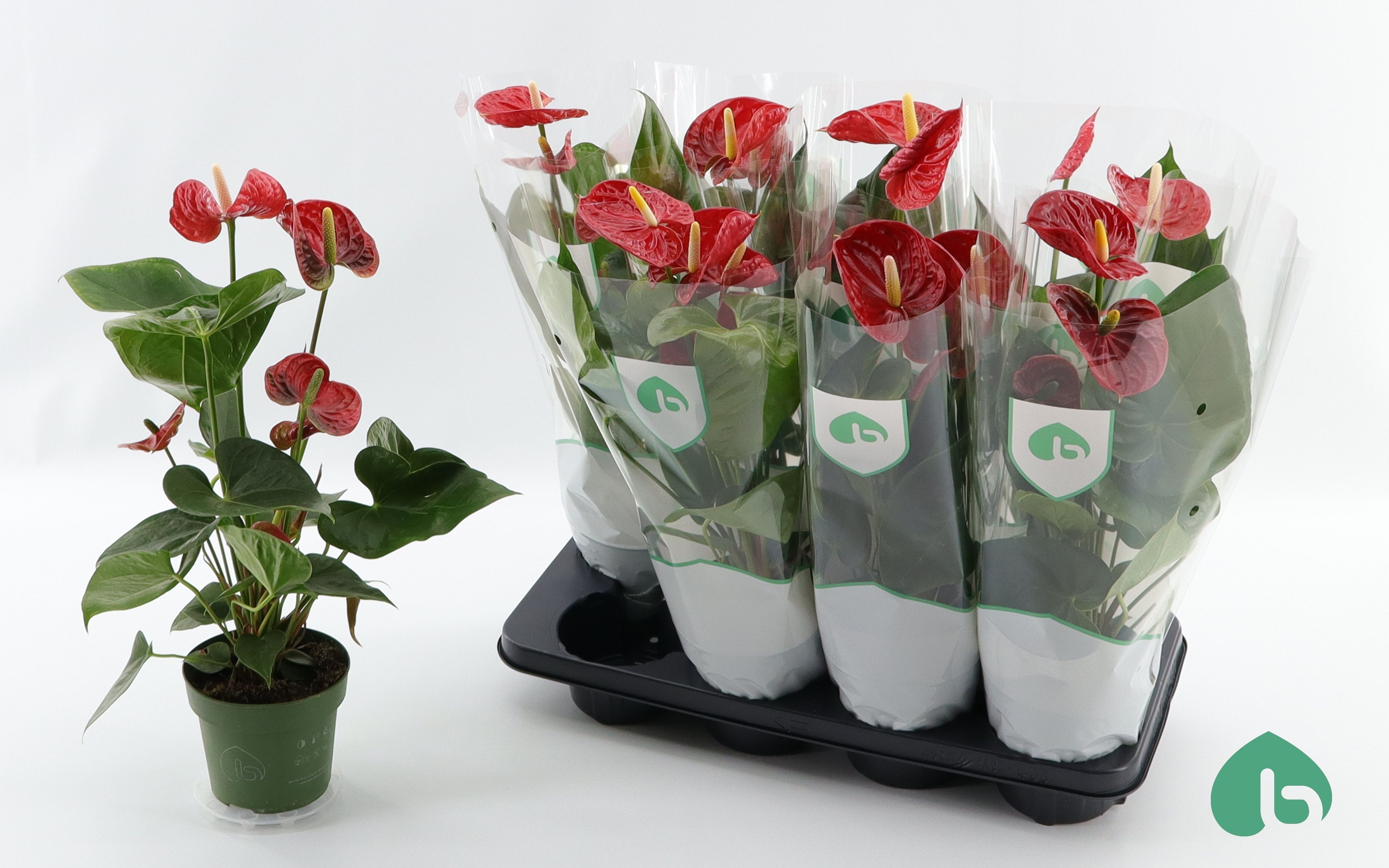 Горшечные цветы и растения оптом Anthu An Madural от 8шт из Голландии с доставкой по России