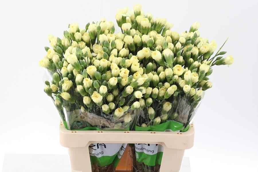 Срезанные цветы оптом Dianthus sp xanthe от 100шт из Голландии с доставкой по России