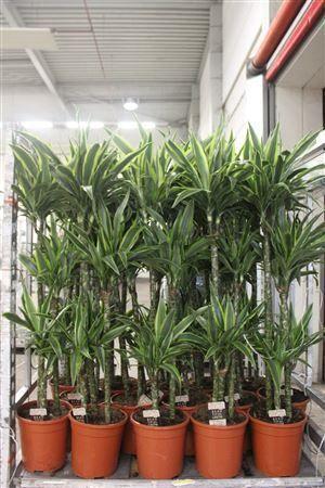 Горшечные цветы и растения оптом Dra De Lemon Lime 90-60-30 Cm от 1шт из Голландии с доставкой по России